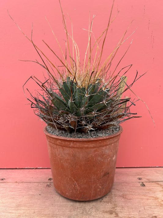 Leuchtenbergia principis (901)