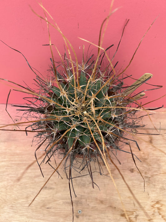 Leuchtenbergia principis (901)