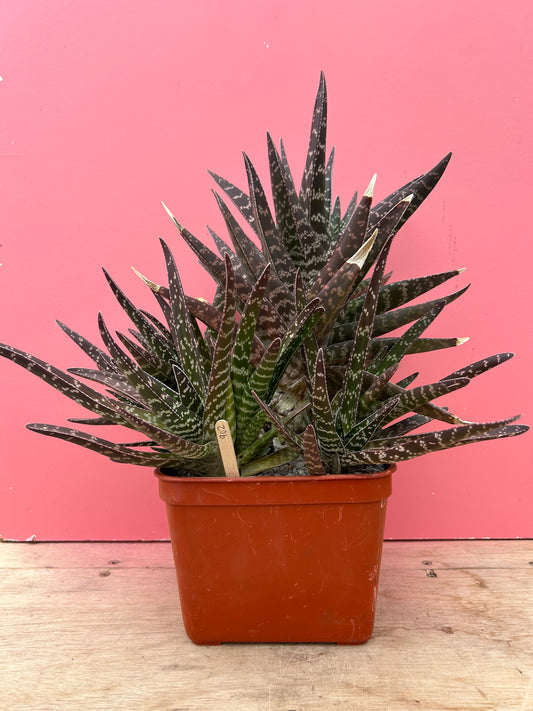 Gasteria brachyphylla XL (902)