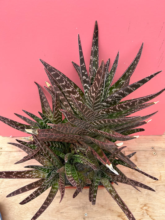 Gasteria brachyphylla XL (902)