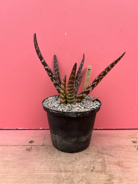 Gasteria brachyphylla (903)