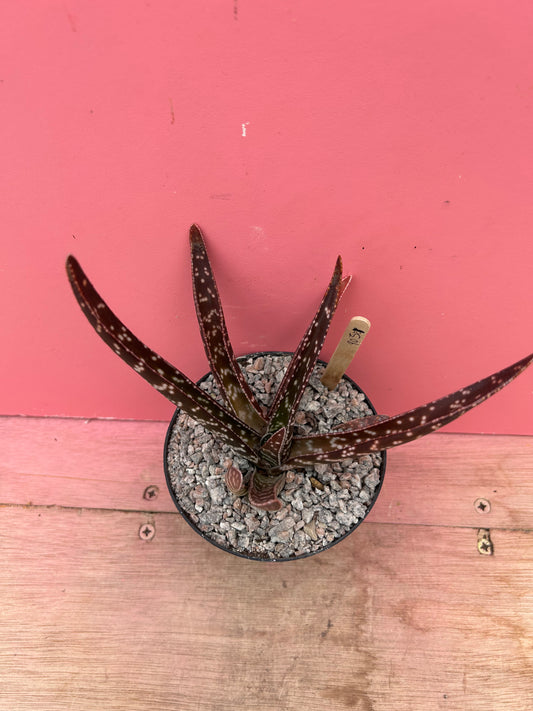 Gasteria brachyphylla (903)