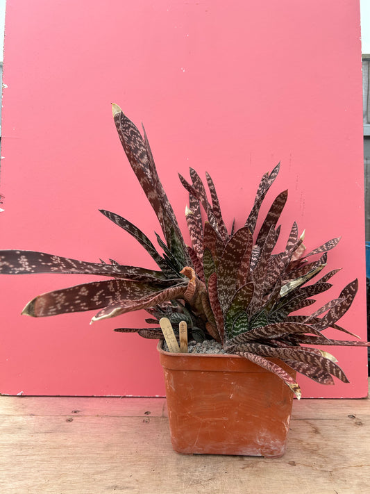 Gasteria brachyphylla (904)