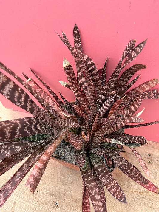 Gasteria brachyphylla (904)