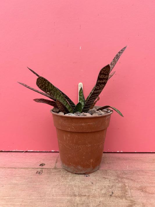 Gasteria brachyphylla (905)