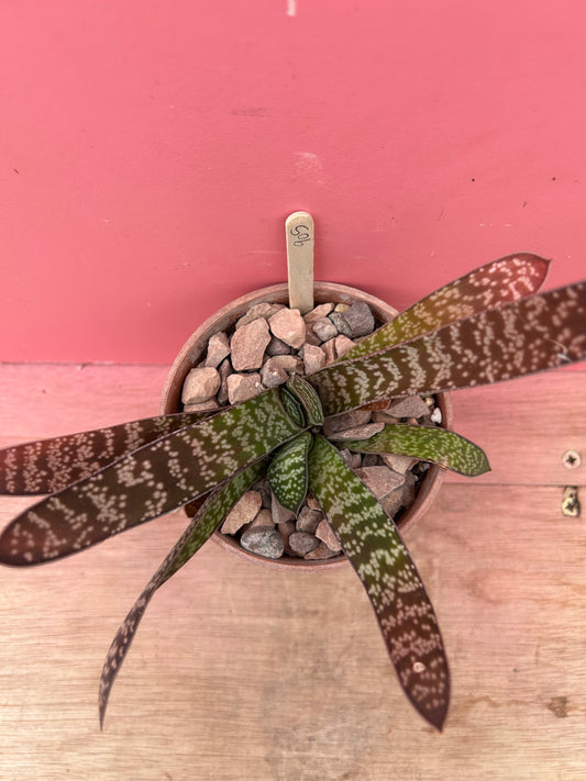 Gasteria brachyphylla (905)