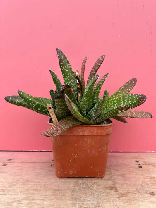Gasteria brachyphylla bayeru (906)