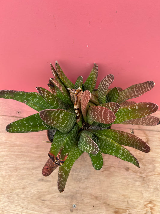 Gasteria brachyphylla bayeru (906)