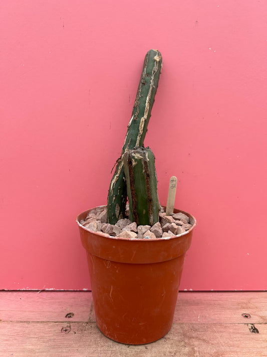 Epiphyllum species (907)