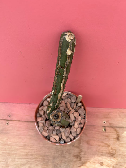 Epiphyllum species (907)