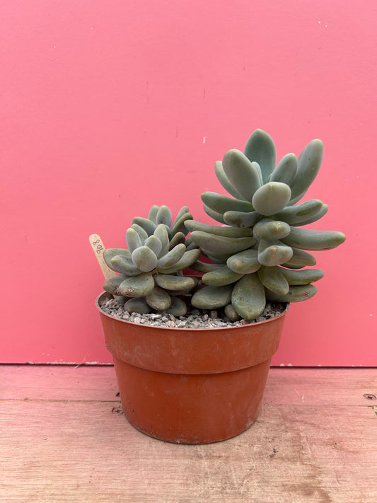 Pachyphytum oviferum 'sugared almond plant' (908)
