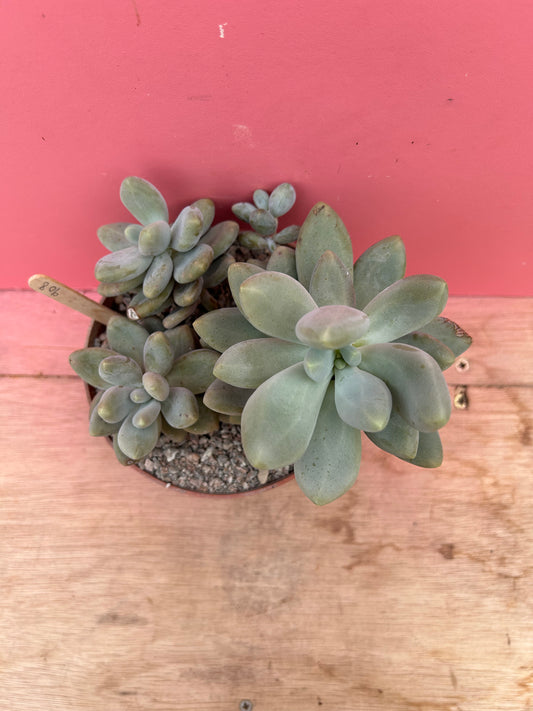 Pachyphytum oviferum 'sugared almond plant' (908)