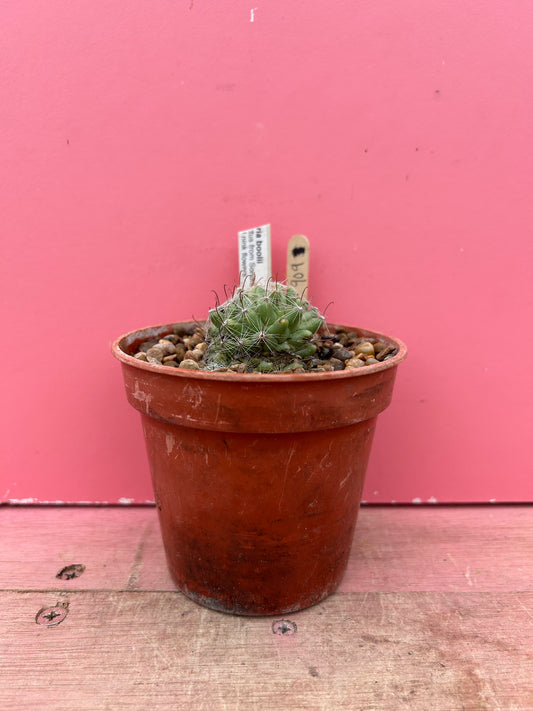 Mammillaria boolii (909)