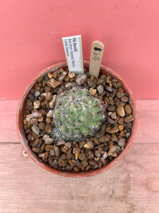 Mammillaria boolii (909)