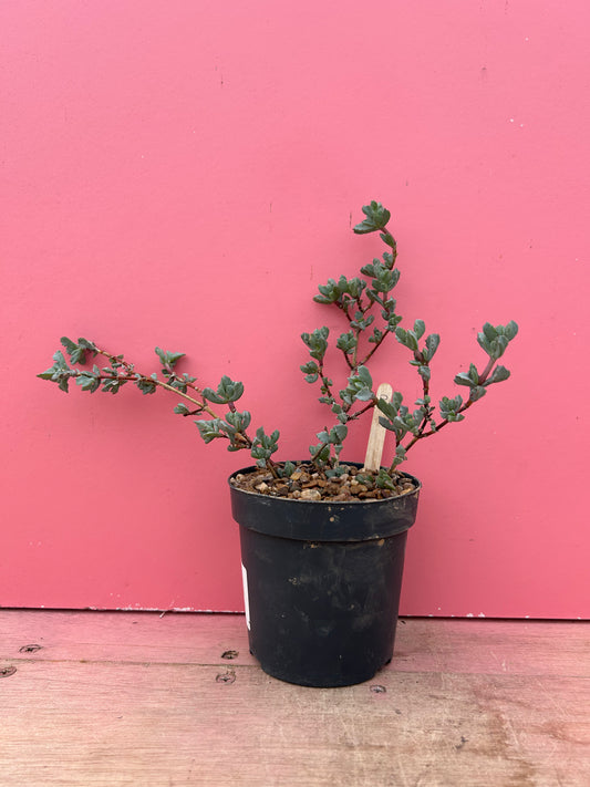 Oscularia deltoides (910)