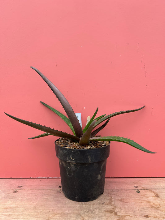 Aloe arborescens (911)