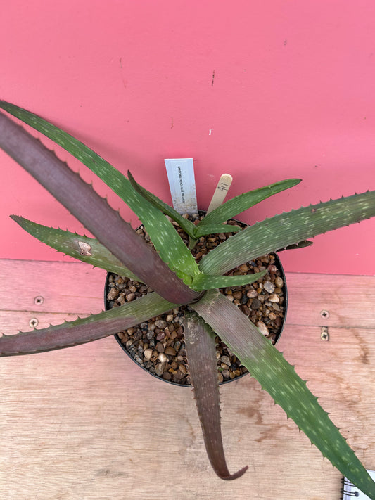 Aloe arborescens (911)