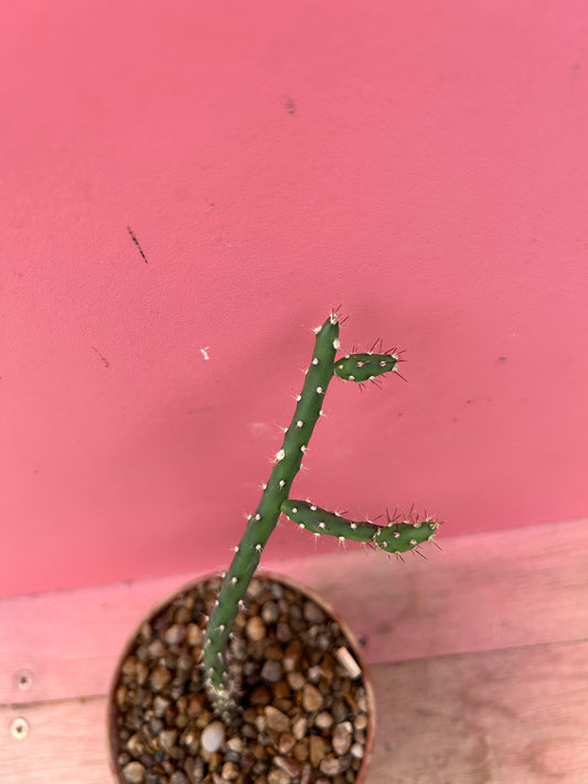 Opuntia quimilo (912)