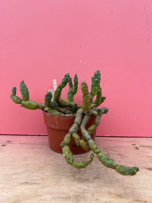 Maihueniopsis chickensis (913)