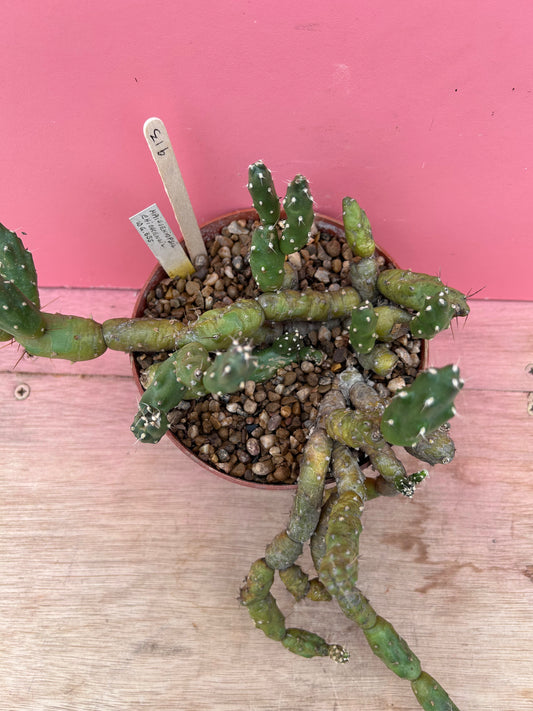 Maihueniopsis chickensis (913)