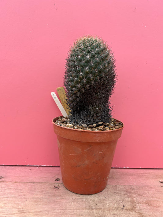 Coryphantha species (914)