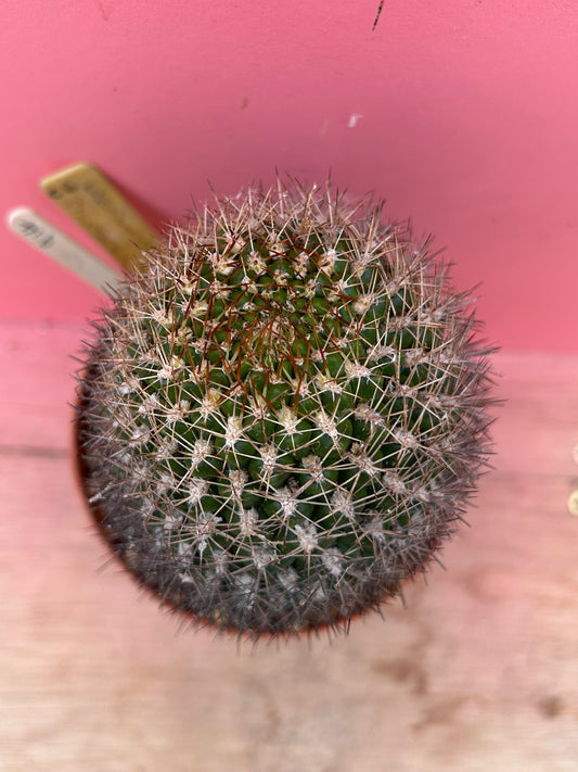 Coryphantha species (914)
