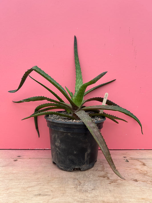 Aloe arborescens (915)