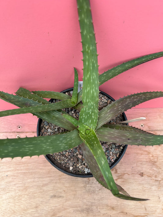 Aloe arborescens (915)
