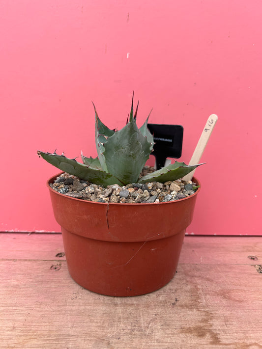 Agave parrasana (916)