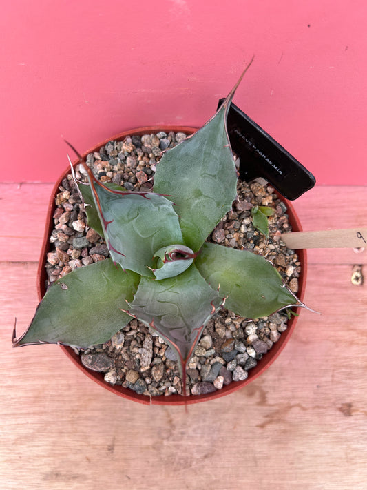 Agave parrasana (916)