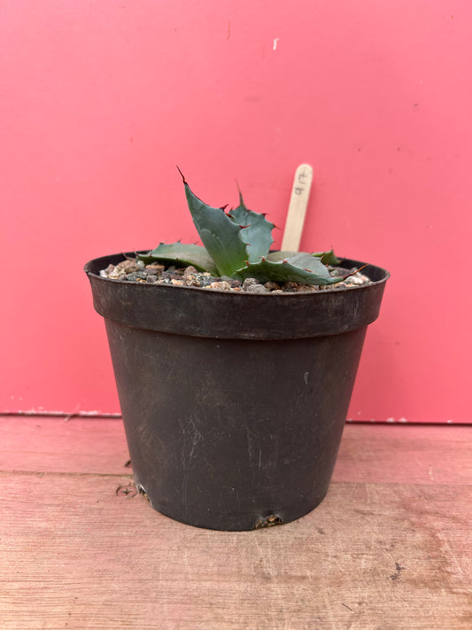 Agave parrasana (917)