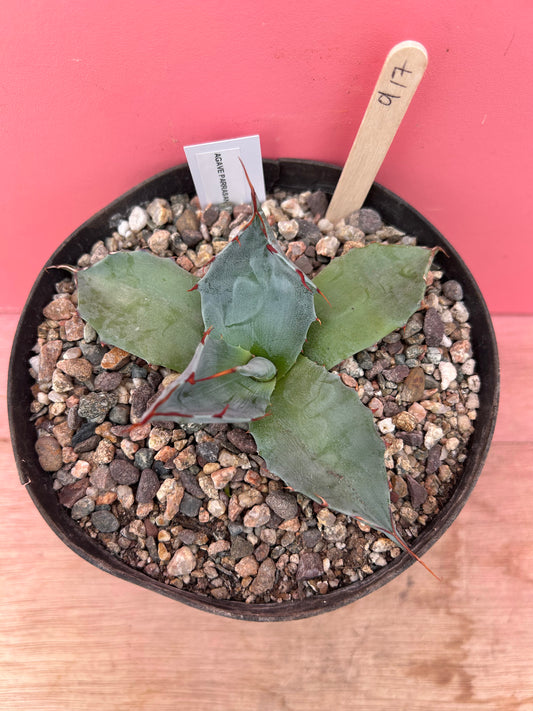 Agave parrasana (917)