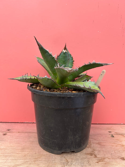 Agave titanota (918)