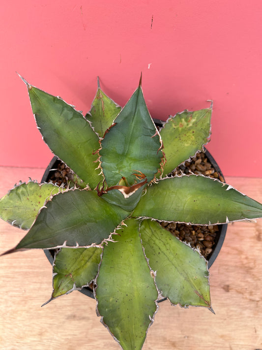 Agave titanota (918)