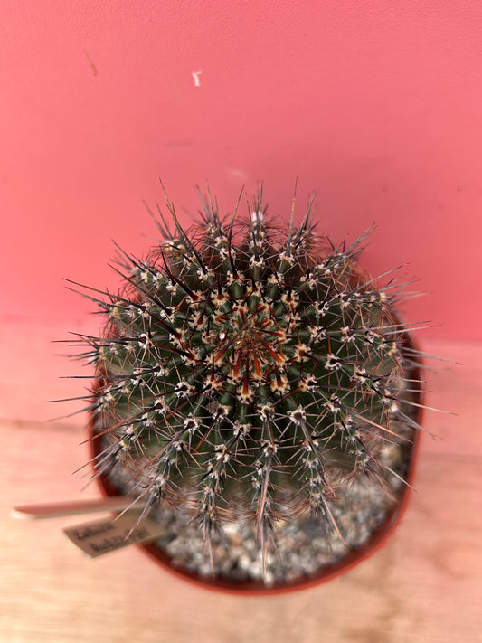 Lobivia aurea (919)