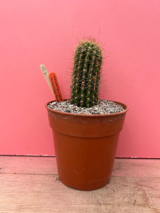 Helianthocereus huascha rubriflora (920)