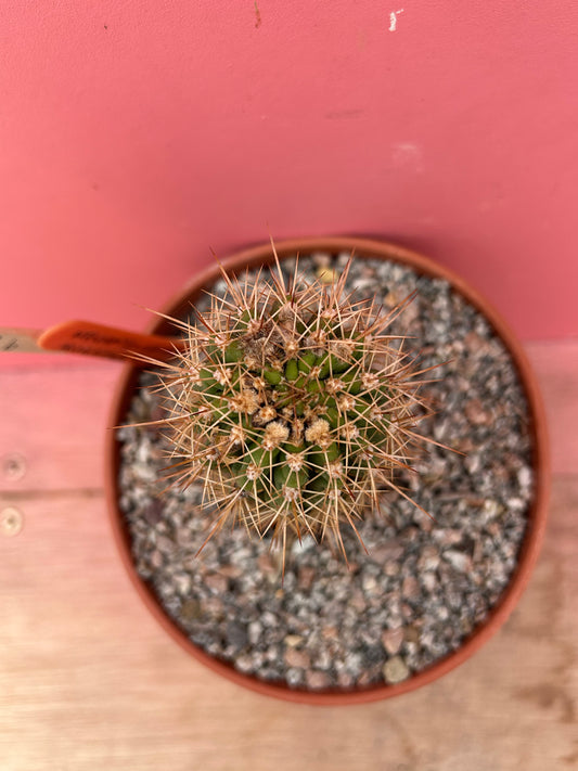 Helianthocereus huascha rubriflora (920)