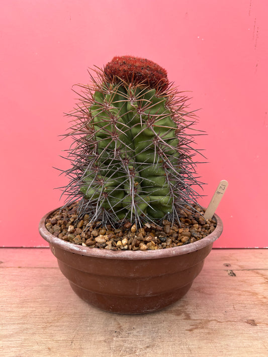 Melocactus matanzanus 'Turks Cap Cactus' (921)