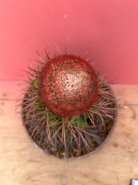 Melocactus matanzanus 'Turks Cap Cactus' (921)