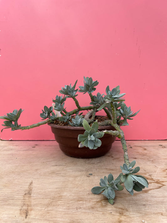 Senecio cephalophorus (922)