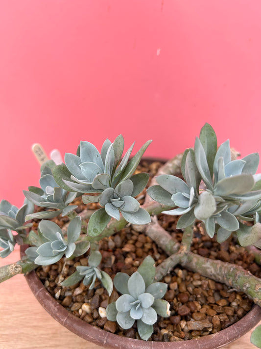 Senecio cephalophorus (922)
