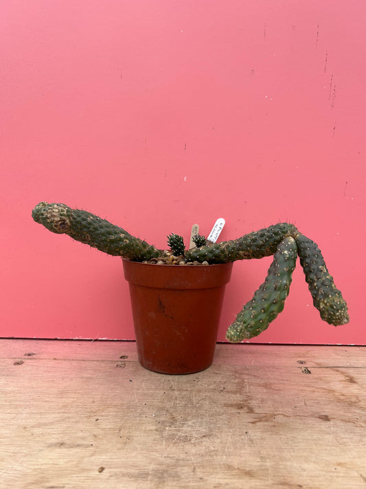 Opuntia fulgida in need of a chop! (924)