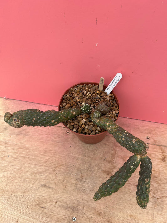 Opuntia fulgida in need of a chop! (924)