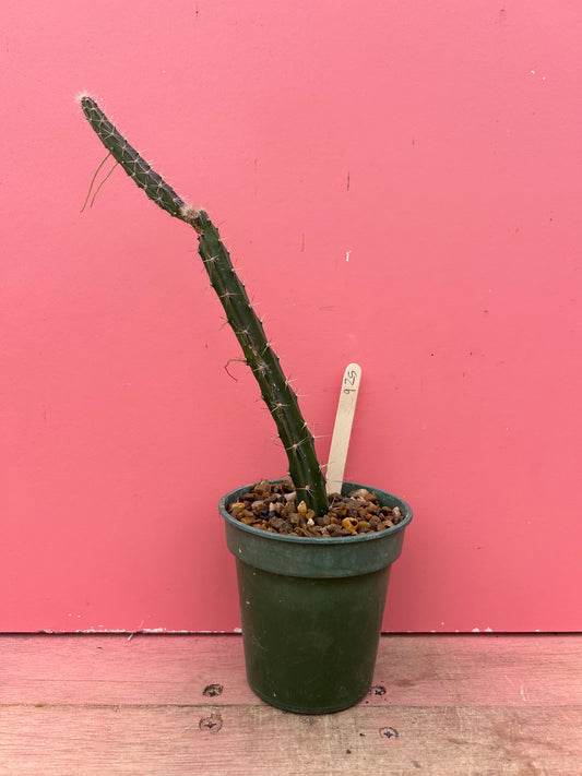 Selenicereus grandiflorus (925)