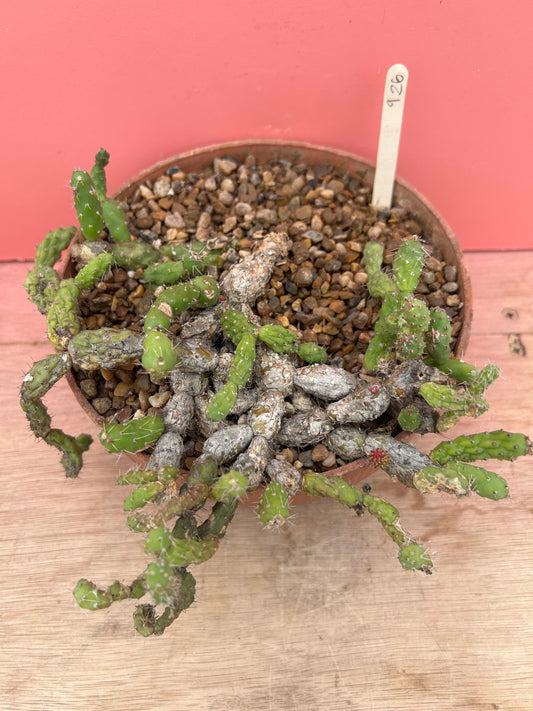 Maihueniopsis species (926)