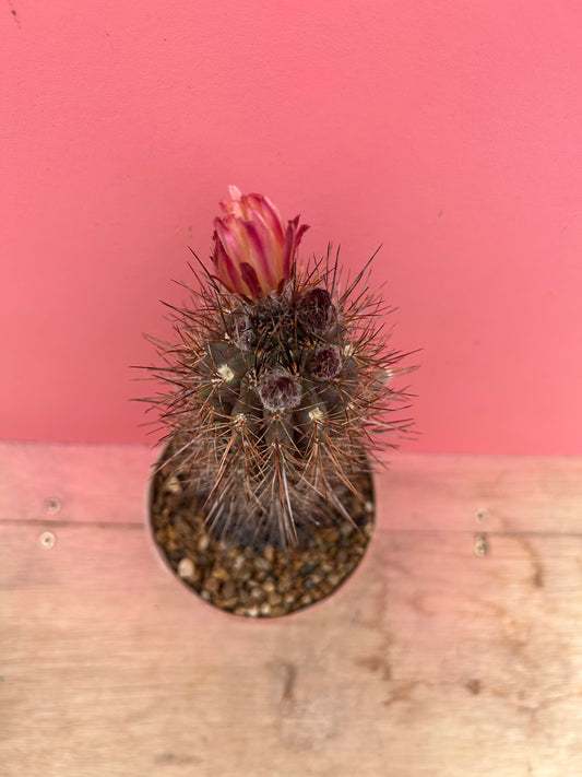 Neoporteria dimorpha (927)