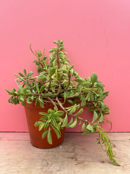 Peperomia asperula (928)