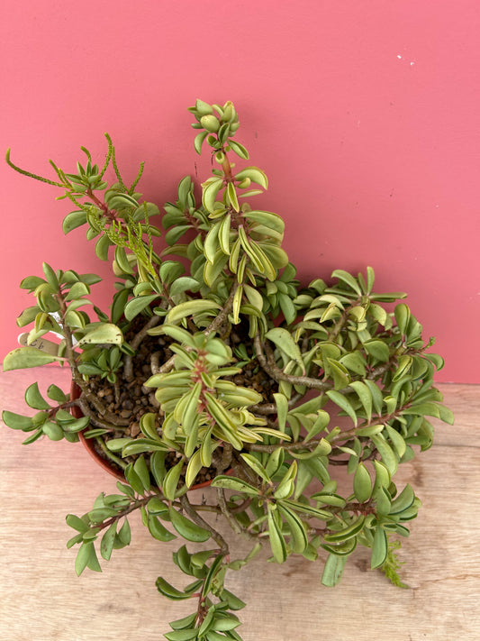 Peperomia asperula (928)