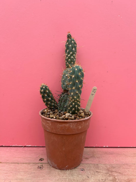 Opuntia species (929)