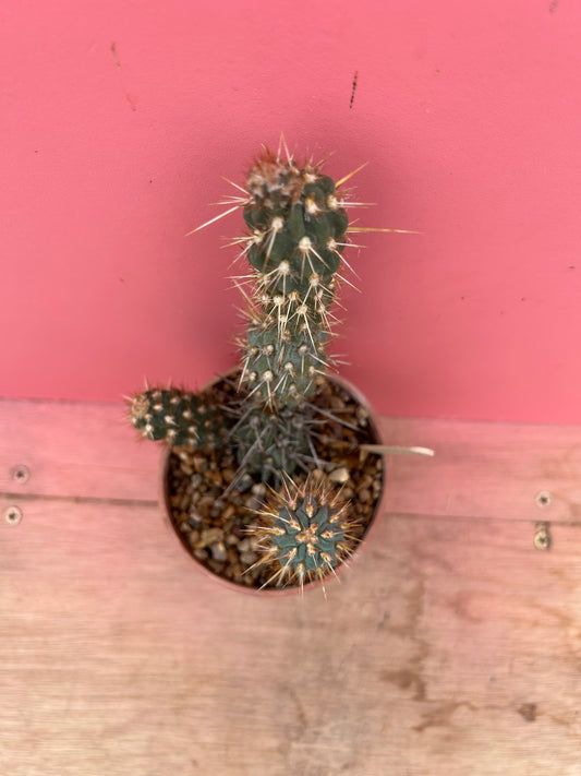 Opuntia species (929)